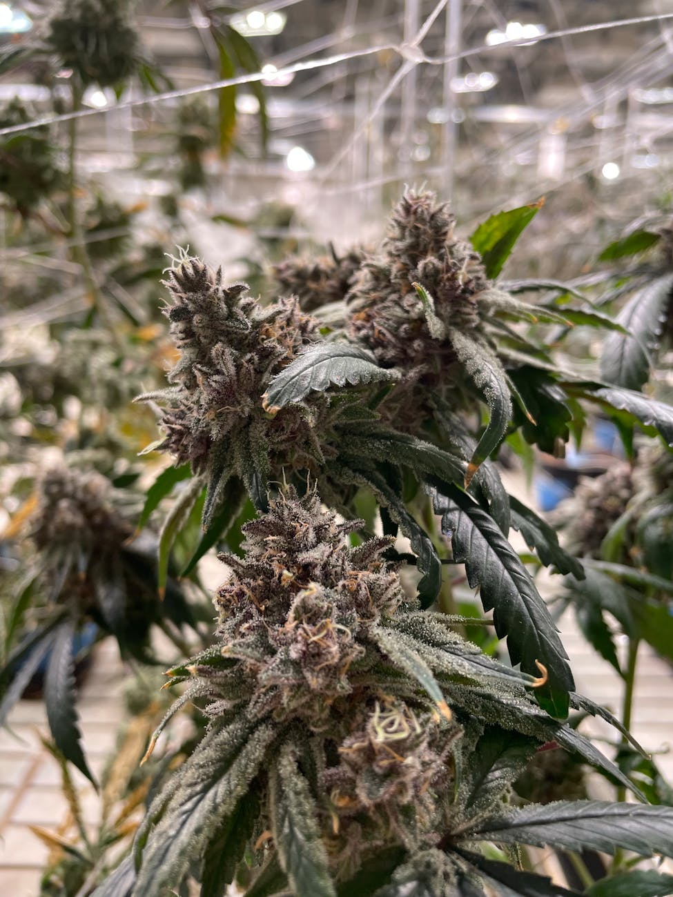 close up photo of marijuana plant